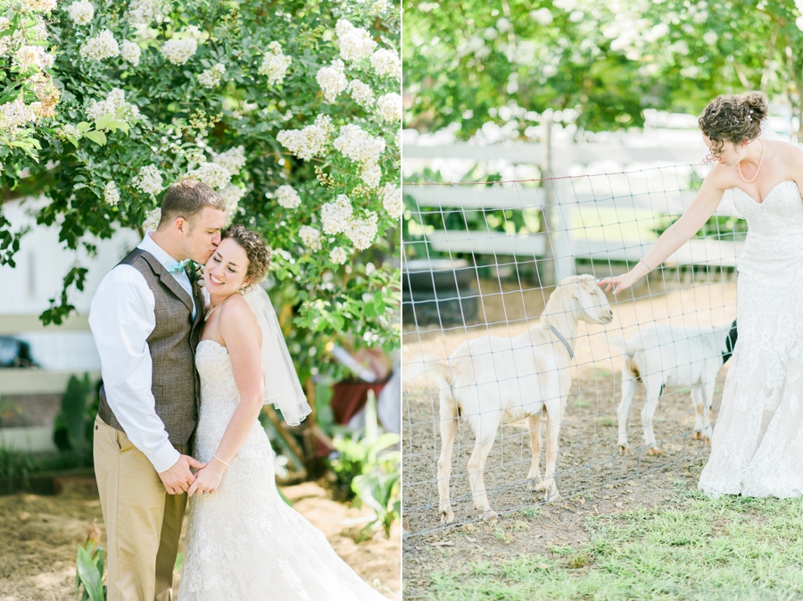 goats at a wedding