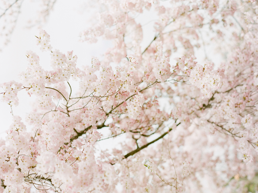 dc cherry blossoms